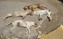 ΑΙΣΧΟΣ: Δολοφόνησαν τέσσερα σκυλιά στα Λουτρά Υπάτης [ΣΚΛΗΡΕΣ ΕΙΚΟΝΕΣ] - Φωτογραφία 2