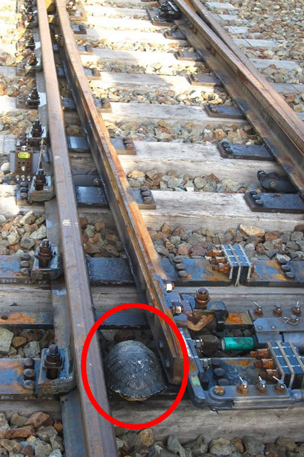 Τούνελ για τις χελώνες στις ράγες των ιαπωνικών σιδηροδρόμων! - Φωτογραφία 2