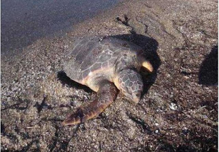 Νεκρές χελώνες από πλαστικά στον Θερμαϊκό κόλπο; - Φωτογραφία 1