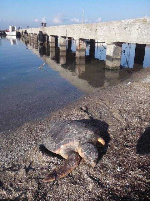 Νεκρές χελώνες από πλαστικά στον Θερμαϊκό κόλπο; - Φωτογραφία 2