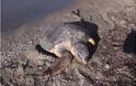 Νεκρές χελώνες από πλαστικά στον Θερμαϊκό κόλπο;