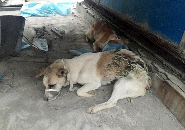 Αίσχος! Ιατρική σχολή παράτησε σκυλιά σε ταράτσα να πεθάνουν... Πολύ σκληρές εικόνες... [photos] - Φωτογραφία 2