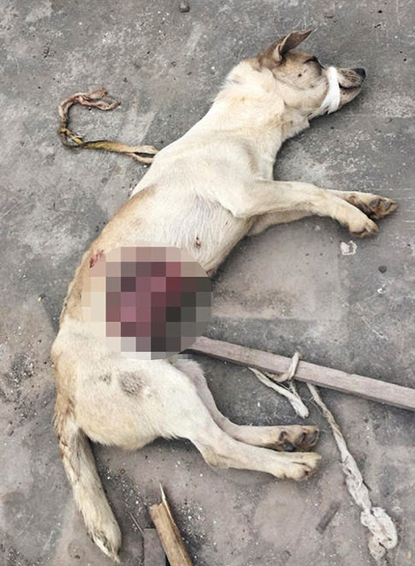 Αίσχος! Ιατρική σχολή παράτησε σκυλιά σε ταράτσα να πεθάνουν... Πολύ σκληρές εικόνες... [photos] - Φωτογραφία 4