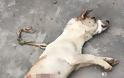 Αίσχος! Ιατρική σχολή παράτησε σκυλιά σε ταράτσα να πεθάνουν... Πολύ σκληρές εικόνες... [photos] - Φωτογραφία 4