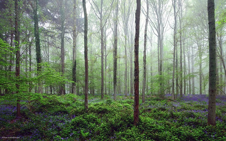 Μια μοναδική βόλτα στο εντυπωσιακό «Μπλε Δάσος» - Φωτογραφία 10