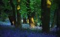 Μια μοναδική βόλτα στο εντυπωσιακό «Μπλε Δάσος» - Φωτογραφία 8