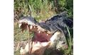 ΤΡΑΓΙΚΟ ΤΕΛΟΣ: Αλιγάτορας έφαγε διαρρήκτη στην Φλόριντα ενώ κρύβονταν από την αστυνομία