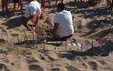 Αχαΐα: Απίστευτο! 2.757 χελωνάκια έσωσε ο Φορέας Διαχείρισης Κοτυχίου-Στροφυλιάς