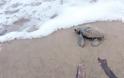 Αχαΐα: Απίστευτο! 2.757 χελωνάκια έσωσε ο Φορέας Διαχείρισης Κοτυχίου-Στροφυλιάς - Φωτογραφία 6