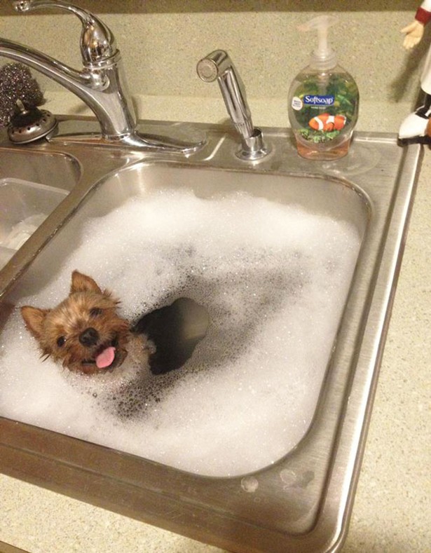 Δείτε απίστευτα αστείες φωτογραφίες ζώων την ώρα του μπάνιο [photos] - Φωτογραφία 15