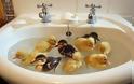 Δείτε απίστευτα αστείες φωτογραφίες ζώων την ώρα του μπάνιο [photos] - Φωτογραφία 11