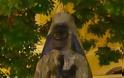 Έβαψαν με μαύρη μπογιά το άγαλμα του αρχιμανδρίτη Ιερόθεου Μπαζιώτη [photos] - Φωτογραφία 2