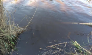 Αχαϊα: Καταγγελία για για ύποπτα υπολείμματα ελαιοτριβείων στον ποταμό Πείρο - Φωτογραφία 1