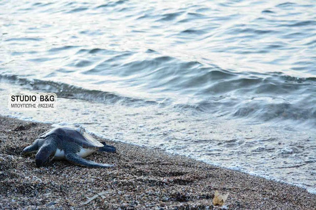 Χτυπημένη Καρέτα - Καρέτα στο Ναύπλιο - Φωτογραφία 2