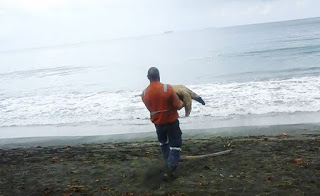ΜΠΡΑΒΟ! Αυτός ο άντρας, αγοράζει χελώνες και τις αφήνει στον ωκεανό [photos] - Φωτογραφία 1