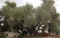 Πέντε υπεραιωνόβια ελαιόδεντρα μεταφυτεύονται στην Αθήνα