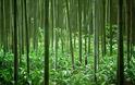 Δείτε το απίθανο δάσος με μπαμπού.... Σε ποιο μέρος του κόσμου βρίσκεται; [photos] - Φωτογραφία 2
