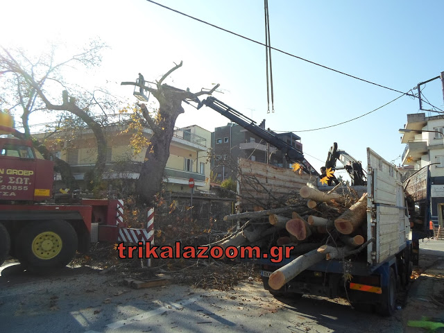 Τρομερή επιχείρηση κοπής πλάτανου στα Τρίκαλα... [photos] - Φωτογραφία 3