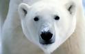 Μία στις τρεις πολικές αρκούδες θα χαθεί λόγω κλιματικής αλλαγής ως το 2050