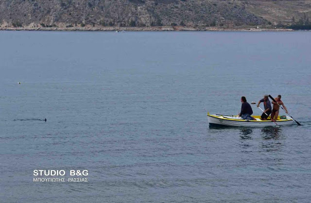 Σκυλόψαρο στην παραλία της Καραθώνας - Φωτογραφία 2