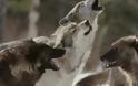 Λύκοι ξεκλήρισαν ολόκληρο κοπάδι στη Θεσπρωτία