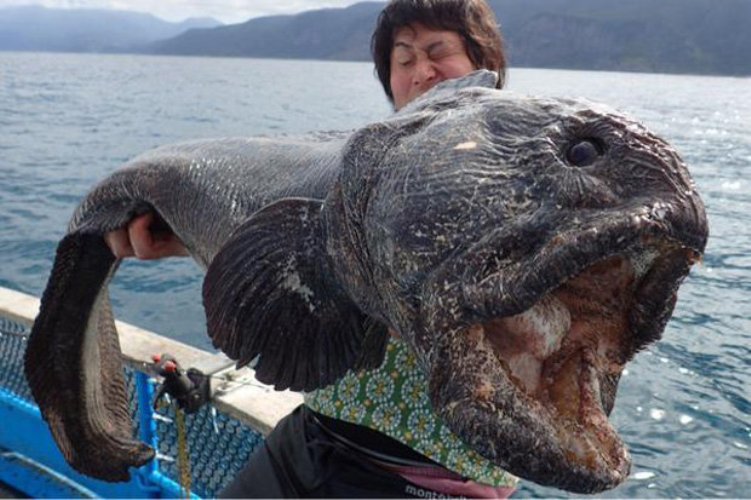ΤΡΟΜΑΚΤΙΚΟ! Ψαριά από την… κόλαση! Δείτε τι έβγαλε αυτός ο Ιάπωνας ψαράς [photo] - Φωτογραφία 2