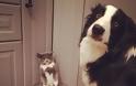 Γελοίες στιγμές σκύλων που θα σας γονατίσουν από τα γέλια [photos] - Φωτογραφία 7