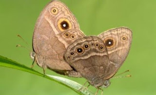 Οι εκτεταμένες περίοδοι ξηρασίας απειλούν τις πεταλούδες - Φωτογραφία 1