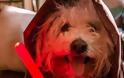 Και ο σκύλος του Ζούκερμπεργκ θαυμαστής του Star Wars - Φωτογραφία 1