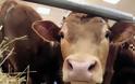 Ολοκληρώθηκε ο εμβολιασμός των βοοειδών σε ανατολική Μακεδονία και Θράκη