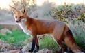 Αποζημιώσεις για το κυνήγι αλεπούς στη Χαλκιδική