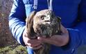 Ενα χτυπημένο γεράκι βρήκε σωτηρία στo καταφύγιο της Animal Action Ioannina - Φωτογραφία 1