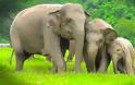 Σοβαρές ελπίδες για ίαση του καρκίνου… απ’ τους ελέφαντες