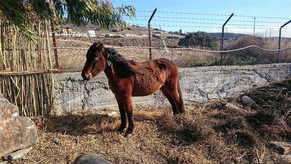 Με δεμένα τα πόδια ζωντανό ντεκόρ μέσα στη φάτνη στο Καστράκι της Νάξου [photos] - Φωτογραφία 7