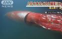 Βίντεο: Καλαμάρι-γίγας κολυμπά στις ακτές της Ιαπωνίας