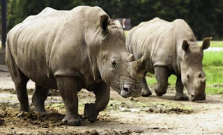 Οι ζωολογικοί κήποι προκαλούν διαβήτη στους ρινόκερους; - Φωτογραφία 1