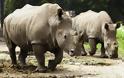 Οι ζωολογικοί κήποι προκαλούν διαβήτη στους ρινόκερους;