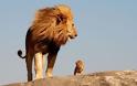 Στειρωμένο λιοντάρι έγινε πατέρας τριών λευκών λιονταριών