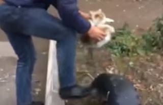 Σάλος από το βίντεο με τον άνδρα που γυαλίζει τα παπούτσια του με μια... γάτα - Φωτογραφία 1