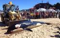 Απίστευτο! Τι βρήκαν στο στομάχι μιας φάλαινας δολοφόνου που ξεβράστηκε στην Αφρική; [photo]