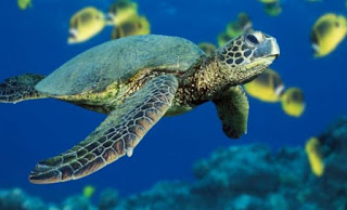 Η κλιματική αλλαγή διαταράσσει την αναλογία αρσενικών και θηλυκών χελωνών - Φωτογραφία 1