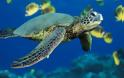 Η κλιματική αλλαγή διαταράσσει την αναλογία αρσενικών και θηλυκών χελωνών
