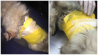 Χτύπησαν με τσάπα σκύλο στην Κομοτηνή - Επέζησε παρά τα σοβαρά του τραύματα - Φωτογραφία 1