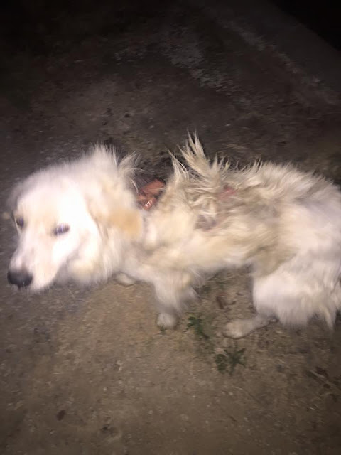 Χτύπησαν με τσάπα σκύλο στην Κομοτηνή - Επέζησε παρά τα σοβαρά του τραύματα - Φωτογραφία 2