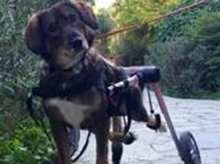 Γκρέτα: Η ανάπηρη σκυλίτσα των Εξαρχείων [video] - Φωτογραφία 1