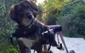 Γκρέτα: Η ανάπηρη σκυλίτσα των Εξαρχείων [video]