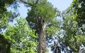 Κλωνοποίηση δέντρου ηλικίας 2.000 ετών