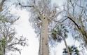 Κλωνοποίηση δέντρου ηλικίας 2.000 ετών - Φωτογραφία 2