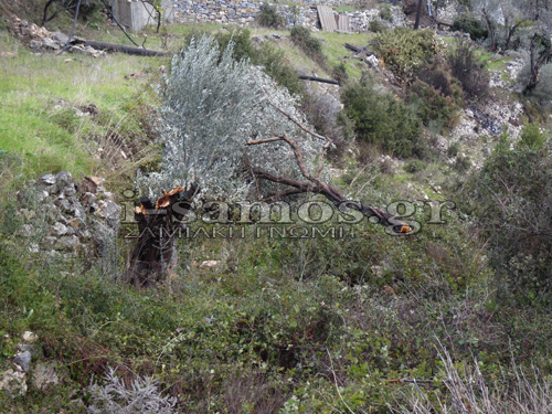 Tα πήρε και τα σήκωσε ανεμοστρόβιλος στη Σάμο! - Φωτογραφία 3