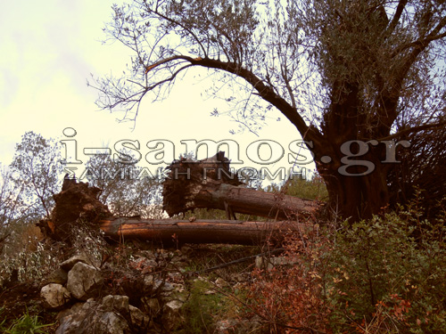 Tα πήρε και τα σήκωσε ανεμοστρόβιλος στη Σάμο! - Φωτογραφία 6